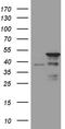 TATA-Box Binding Protein Associated Factor, RNA Polymerase I Subunit A antibody, LS-C792765, Lifespan Biosciences, Western Blot image 