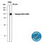 Signal Transducer And Activator Of Transcription 2 antibody, AF2890, R&D Systems, Western Blot image 