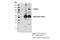 Transient Receptor Potential Cation Channel Subfamily C Member 3 antibody, 77934S, Cell Signaling Technology, Immunoprecipitation image 