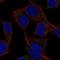 DAN domain family member 5 antibody, NBP2-68651, Novus Biologicals, Immunocytochemistry image 