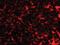Transmembrane Protein 38B antibody, orb94349, Biorbyt, Immunocytochemistry image 