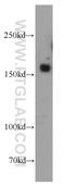 FYVE, RhoGEF and PH domain-containing protein 5 antibody, 20910-1-AP, Proteintech Group, Western Blot image 