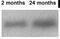 Sodium- and chloride-dependent GABA transporter 2 antibody, NB100-1872, Novus Biologicals, Western Blot image 