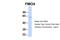 Flavin Containing Dimethylaniline Monoxygenase 4 antibody, PA5-69370, Invitrogen Antibodies, Western Blot image 