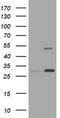 Keratin 20 antibody, LS-C175481, Lifespan Biosciences, Western Blot image 