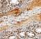 Centriolar Coiled-Coil Protein 110 antibody, NBP2-81976, Novus Biologicals, Immunohistochemistry paraffin image 