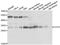 Chloride Intracellular Channel 4 antibody, orb247796, Biorbyt, Western Blot image 