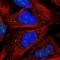 CAMLG antibody, NBP2-33661, Novus Biologicals, Immunofluorescence image 