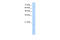 Regulator Of G Protein Signaling 8 antibody, 29-804, ProSci, Western Blot image 