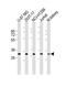 Fructosamine 3 Kinase Related Protein antibody, M12068, Boster Biological Technology, Western Blot image 