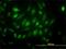 Ubiquitin Specific Peptidase 33 antibody, H00023032-M01, Novus Biologicals, Immunocytochemistry image 