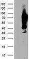 Carcinoembryonic Antigen Related Cell Adhesion Molecule 5 antibody, TA803250, Origene, Western Blot image 