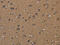 Landsteiner-Wiener blood group glycoprotein antibody, CSB-PA059743, Cusabio, Immunohistochemistry frozen image 