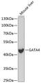 GATA Binding Protein 4 antibody, 19-100, ProSci, Western Blot image 