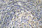 Neutrophil Cytosolic Factor 1 antibody, LS-C177441, Lifespan Biosciences, Immunohistochemistry paraffin image 