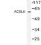 Acyl-CoA Synthetase Long Chain Family Member 6 antibody, LS-C177382, Lifespan Biosciences, Western Blot image 