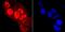 RNA Polymerase II antibody, NBP2-66801, Novus Biologicals, Immunocytochemistry image 
