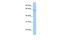 Zinc Finger With KRAB And SCAN Domains 4 antibody, PA5-41597, Invitrogen Antibodies, Western Blot image 