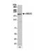 Ubiquitin Conjugating Enzyme E2 O antibody, NBP1-03336, Novus Biologicals, Western Blot image 