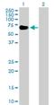 EYA Transcriptional Coactivator And Phosphatase 2 antibody, H00002139-D01P, Novus Biologicals, Western Blot image 