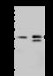 Mitochondrial Ribosomal Protein L3 antibody, 204126-T32, Sino Biological, Western Blot image 
