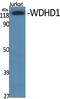 WD Repeat And HMG-Box DNA Binding Protein 1 antibody, A06240, Boster Biological Technology, Western Blot image 