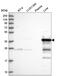 UbiA Prenyltransferase Domain Containing 1 antibody, NBP2-55187, Novus Biologicals, Western Blot image 