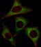 MOB Kinase Activator 1B antibody, A09405-3, Boster Biological Technology, Immunofluorescence image 