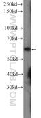 Cholinergic Receptor Nicotinic Alpha 7 Subunit antibody, 21379-1-AP, Proteintech Group, Western Blot image 