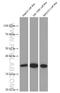 Cyclin D1 antibody, 60186-1-Ig, Proteintech Group, Western Blot image 