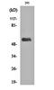 DNA Polymerase Lambda antibody, orb160790, Biorbyt, Western Blot image 