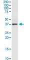 Receptor Activity Modifying Protein 3 antibody, H00010268-M01, Novus Biologicals, Western Blot image 