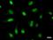 MYB Proto-Oncogene Like 2 antibody, LS-C342317, Lifespan Biosciences, Immunofluorescence image 