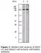 EPH Receptor A1 antibody, LS-C47164, Lifespan Biosciences, Western Blot image 