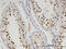 Tyrosyl-DNA Phosphodiesterase 2 antibody, LS-C134070, Lifespan Biosciences, Immunohistochemistry frozen image 