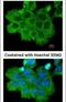 Rho Associated Coiled-Coil Containing Protein Kinase 2 antibody, PA5-28774, Invitrogen Antibodies, Immunofluorescence image 