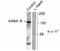 Gamma-Aminobutyric Acid Type B Receptor Subunit 1 antibody, NB100-61102, Novus Biologicals, Western Blot image 