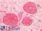 S100 Calcium Binding Protein A6 antibody, LS-B16853, Lifespan Biosciences, Immunohistochemistry paraffin image 