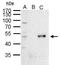 Paired Box 6 antibody, GTX113241, GeneTex, Immunoprecipitation image 