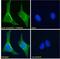 Thioredoxin Domain Containing 5 antibody, 45-536, ProSci, Immunofluorescence image 