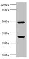 Kallikrein Related Peptidase 10 antibody, orb39648, Biorbyt, Western Blot image 