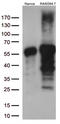 Docking Protein 3 antibody, M09019-1, Boster Biological Technology, Western Blot image 