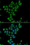 Coenzyme Q3, Methyltransferase antibody, 22-962, ProSci, Immunofluorescence image 