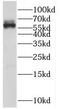 RIC8 Guanine Nucleotide Exchange Factor A antibody, FNab07295, FineTest, Western Blot image 