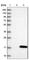 TAFA Chemokine Like Family Member 1 antibody, HPA013407, Atlas Antibodies, Western Blot image 