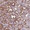 Golgi Phosphoprotein 3 antibody, NBP1-81804, Novus Biologicals, Immunohistochemistry frozen image 