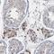 Ring Finger Protein 25 antibody, NBP1-89069, Novus Biologicals, Immunohistochemistry frozen image 