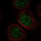 Family With Sequence Similarity 131 Member A antibody, NBP1-91167, Novus Biologicals, Immunofluorescence image 