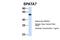 Spermatogenesis Associated 7 antibody, NBP1-56884, Novus Biologicals, Western Blot image 