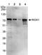 RIO Kinase 1 antibody, ab88496, Abcam, Western Blot image 